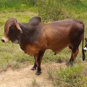 Screenshot_20230905-185712_Video-Player