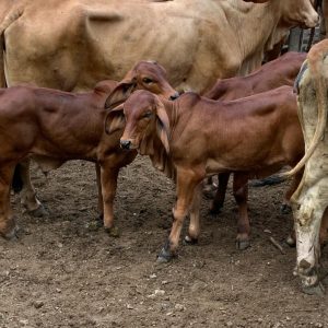 Screenshot_2024-02-23-19-10-02-338_com.whatsapp