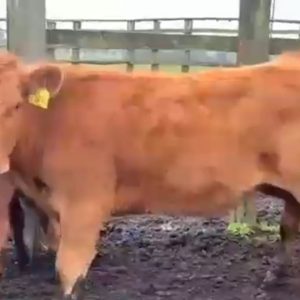 Screenshot_20240614-075518_Photos