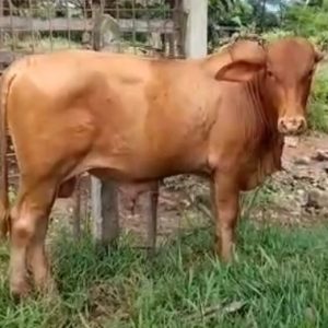 Screenshot_2025-05-09-12-29-40-847_com.whatsapp-edit