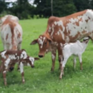 SmartSelect_20210209-143607_WhatsApp