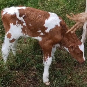 TERNERO-AYRSHIRE-2025