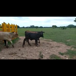 WhatsApp-Image-2020-09-12-at-09.51.02