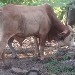 WhatsApp-Image-2020-10-25-at-3.50.06-PM-1