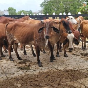 WhatsApp-Image-2021-04-12-at-12.07.24-PM