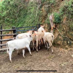 WhatsApp-Image-2021-04-22-at-9.54.45-AM-1