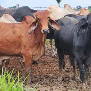 WhatsApp-Image-2021-05-11-at-3.01.14-PM-2