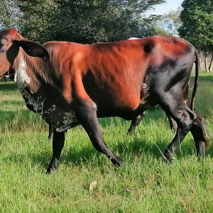 WhatsApp-Image-2021-10-11-at-7.53.44-AM-3