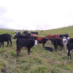 WhatsApp-Image-2021-10-17-at-11.16.25-PM