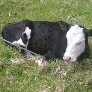 WhatsApp-Image-2022-10-24-at-8.39.04-AM-1-1