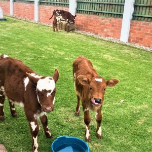 WhatsApp-Image-2023-02-08-at-7.30.47-AM