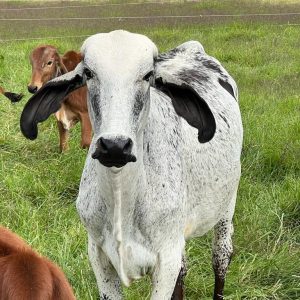 WhatsApp-Image-2023-04-07-at-11.49.11-PM