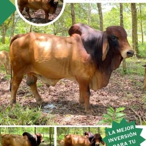 WhatsApp-Image-2023-09-21-at-10.54.03-AM-2