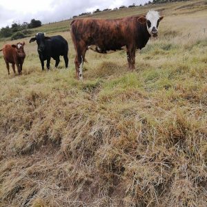 WhatsApp-Image-2023-11-27-at-6.14.17-PM