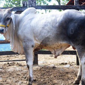 WhatsApp-Image-2024-01-16-at-8.17.30-AM-2