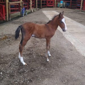 WhatsApp-Image-2024-04-01-at-4.16.22-PM