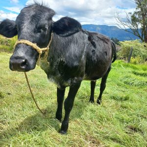 WhatsApp-Image-2024-07-26-at-8.32.22-PM-2