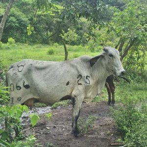 WhatsApp-Image-2025-04-11-at-1.03.25-PM-1