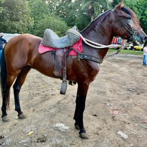 WhatsApp-Image-2025-05-07-at-5.22.32-PM