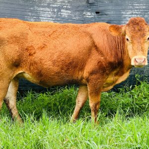 WhatsApp-Image-2025-06-17-at-9.28.59-AM