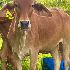 WhatsApp-Image-2025-06-19-at-10.16.48-AM-3