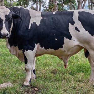 WhatsApp-Image-2025-08-21-at-9.06.06-AM