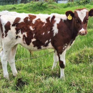 WhatsApp-Image-2025-10-13-at-8.02.23-AM-1