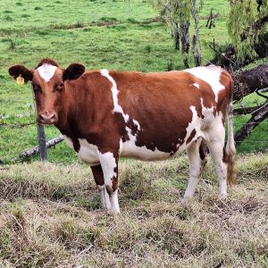 WhatsApp-Image-2025-10-14-at-11.08.48-AM-5