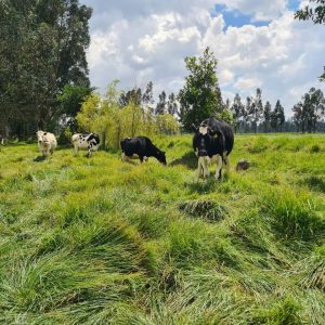 WhatsApp-Image-2026-01-17-at-8.43.58-PM-2