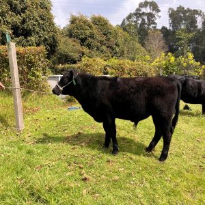 WhatsApp-Image-2026-01-25-at-20.26.59-1