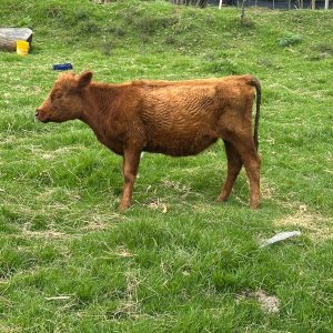 WhatsApp-Image-2026-02-18-at-11.49.10-AM-1