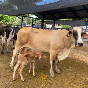 a4d901b3-c6f2-490b-a7f3-63c1a26a2116