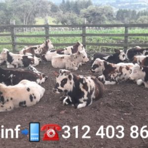 a59214e9-ba01-4cad-8417-36d5c48bf28e_0_watermark-1