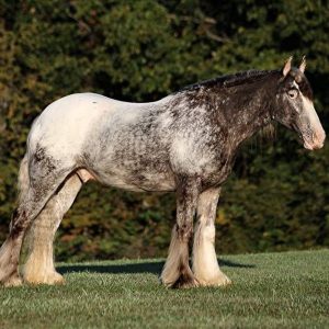 appaloosa-gelding-4years-15-hh-roan-red-showjumpers-trailhorses-mount-vernon-ky_d56d8847-862d-4f66-b8fe-a9931c52e009