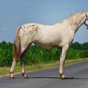 appaloosa-mare-2years-14-2-hh-leopard-piebald-leisurehorses-eventinghorses-showjumpers-dressagehorses-radziejow_2c970eda-ec58-42d0-9186-1ab91a7cb087