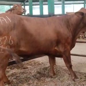 c1e7cfff-97ff-4a02-a4ba-7a4fb0a27c9e-1