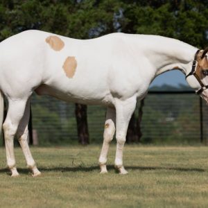 paint-horse-gelding-6years-15-hh-pinto-trailhorses-ranch-riding-horses-showhorses-leisurehorses-whitesboro-tx_76f306b0-4fe2-46cd-8345-2baddd2f6080