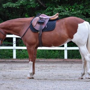 paint-horse-mare-8years-15-hh-chestnut-ranch-riding-horses-english-pleasure-showhorses-westernhorses-middleboro_13a27e64-5665-42ca-8844-aa1e997538ea