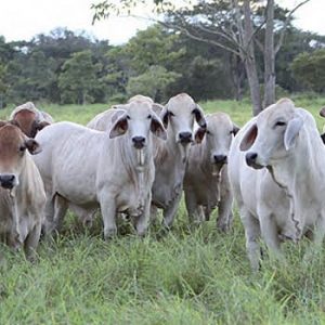 programa_raza_brahman