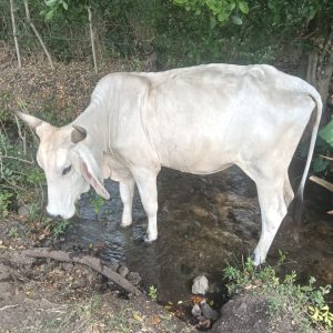 vaca-tipo-guzerat-venta-pradera-1