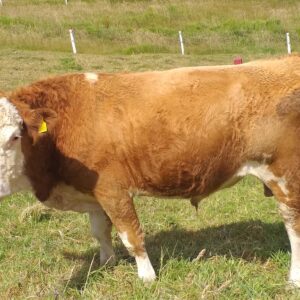 simmental-1