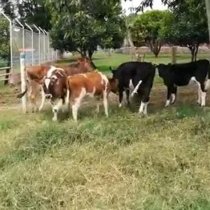 Venta constante de ganado