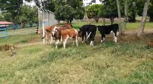 Videoframe_20210420_121717_com.huawei.himovie.overseas