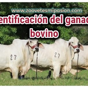 Identificacion-del-ganado-bovino
