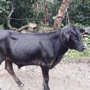 Picture of Alejandromontebelloganado