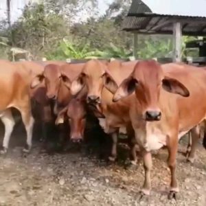 Vacas escoteras preñadas