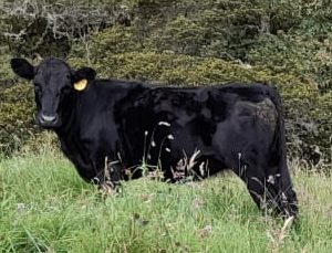 Novillas-Angus-2