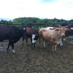 venta 13 vacas preñadas