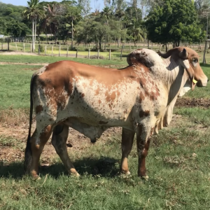 venta de toro reproductor GYR doble propósito $4.500.000