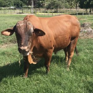 venta de toro reproductor Braford x Brahman tipo carne $4.500.000